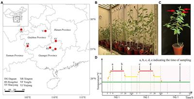 Comparative physiological analyses and the genetic basis reveal heat stress responses mechanism among different Betula luminifera populations